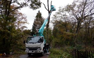 山荘にある枯れ木の伐採