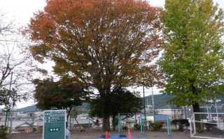 小学校の樹木の剪定