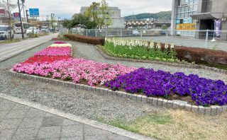 富士山本宮浅間大社 神田川花壇の植替え